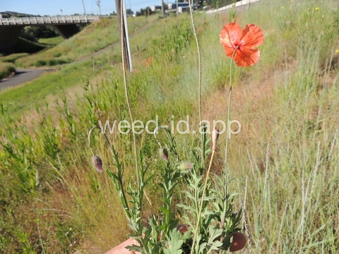 poppy, field